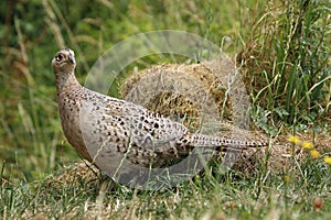 Female pheasant in a wild flower meadow