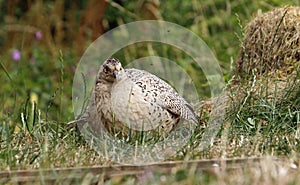 Female pheasant in a wild flower meadow