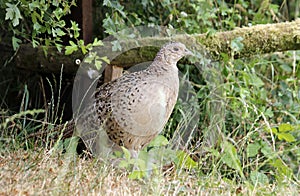 Female pheasant in a wild flower meadow