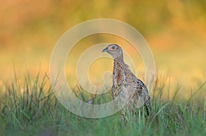 Female pheasant - young