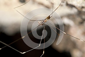 Female Pholcidae spider