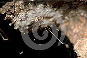 Female of Pholcidae spider with eggs
