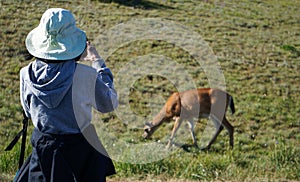 A female photographer focuses on a black-tailed deer in Olympic National Park, Washington