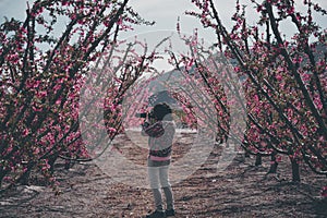 Female photographer taking photos of trees covered with pink flowers