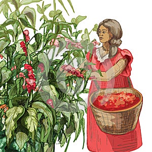 Female picker harvesting coffee fruit on plantation. Vector engraving vintage