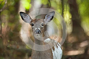 Female Piebald Whitetailed Deer
