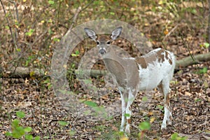 Female Piebald Whitetailed Deer