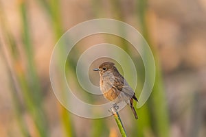 Female Pied Bushchat perched and watching