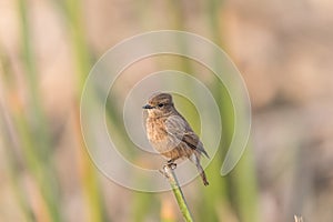Female Pied Bushchat perched and watching
