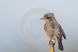 Female Pied Bushchat perched and watching