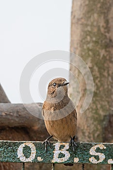 Female Pied Bushchat perched and watching