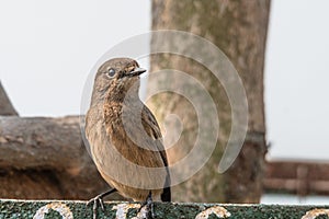 Female Pied Bushchat perched and watching