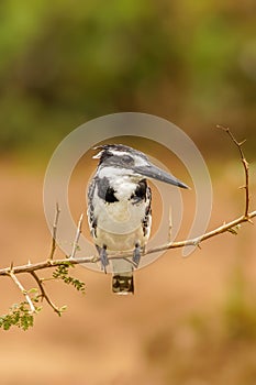 A female Pied Kingfisher Ceryle rudis sitting on a branch, Queen Elizabeth National Park, Uganda.