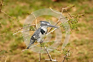 A female Pied Kingfisher Ceryle rudis sitting on a branch, Queen Elizabeth National Park, Uganda.