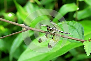 Female Pied Paddy Skimmer Dragonfly, Neurothemis tullia, Sindhudurg,