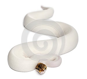Female Pied Spider Royal python, ball python