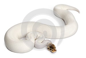 Female Pied Spider Royal python, ball python