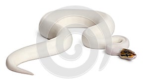 Female Pied Spider Royal python, ball python