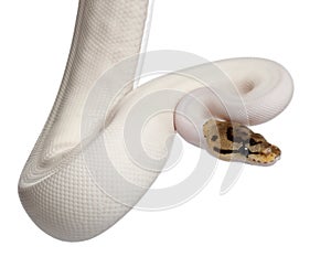 Female Pied Spider Royal python, ball python