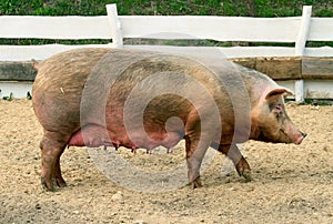 Female Pig