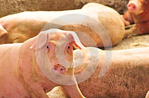 A female pig photo