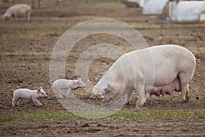 Female Pig With Baby Piglets Outdoors On Livestock Farm