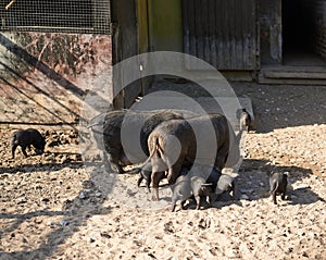 Female pig feeding piglings