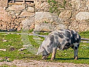 Female pig feeding with teats full of milk for the piglets. photo