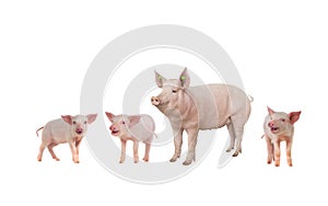 Female pig and piglet isolated