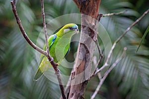 Female Pileated Parrot