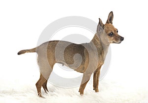 Female pincher toy dog