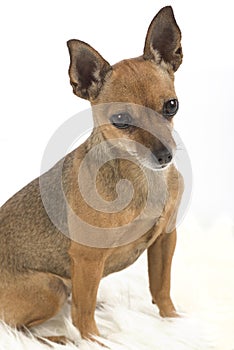 Female pincher toy dog