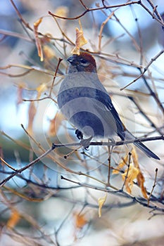 Female Pine Grosbeak