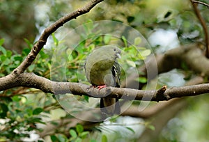 Female Pink-necked Green-Pigeon (Treron vernans)