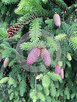 Female pink Norway spruce cones with sticky sap drops on tree branches.