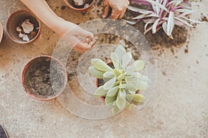 Female planting home plants. Young middle eastern woman planting flower in the pot. Girl gardening. House wife transplanting plant