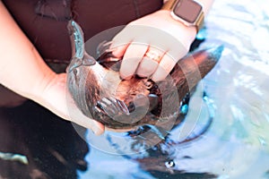 Platypus at Healesville Sanctuary photo