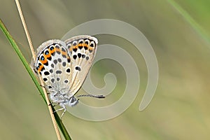 Female Plebejus idas , The Idas blue or northern blue butterfly