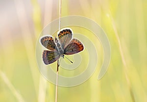 Female Plebejus idas , The Idas blue or northern blue butterfly