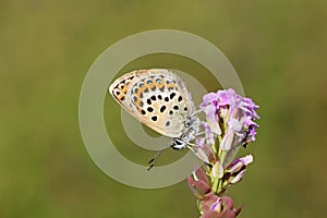 Female Plebejus idas , The Idas blue or northern blue butterfly on flower photo