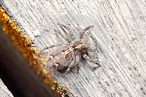 Female Plexippus paykulli spider walking on a wooden floor