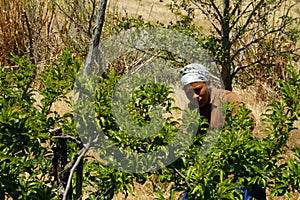 Female plum fruit picker