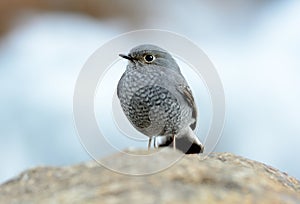 Female Plumbeous Redstart Rhyacornis fuliginosa