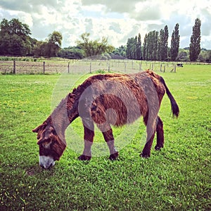 Female Poitou donkey grazing on green pasture