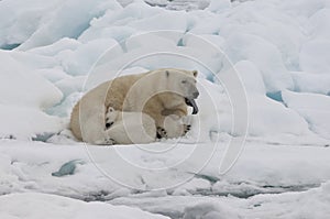 Female Polar bear with cub, Svalbard Archipelago, Norway