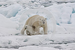 Female Polar bear with cub, Svalbard Archipelago, Norway