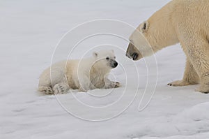 Female Polar bear with cub, Svalbard Archipelago, Norway