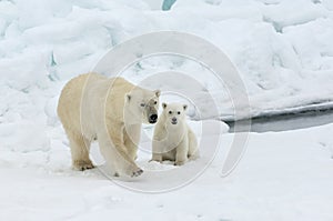 Female polar bear and cub, Svalbard Archipelago, Norway