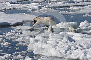 Female Polar bear dragging a ringed seal, Svalbard Archipelago, Norway