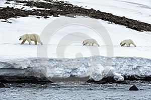 Female polar bear followed by two yearling cubs, Svalbard Archipelago, Norway
